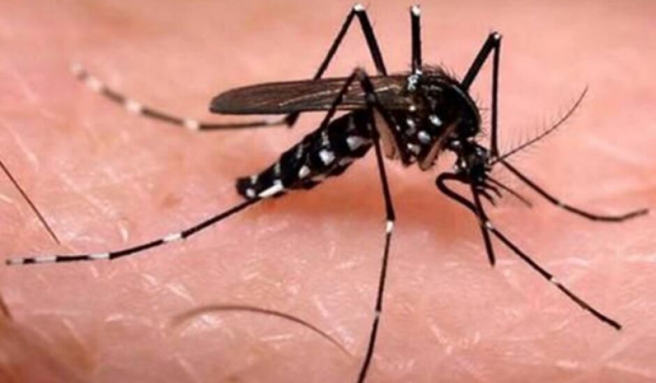 Mosquito Aedes aegypti é o responsável pela transmissão dos vírus da dengue, febre chikungunya e Zika