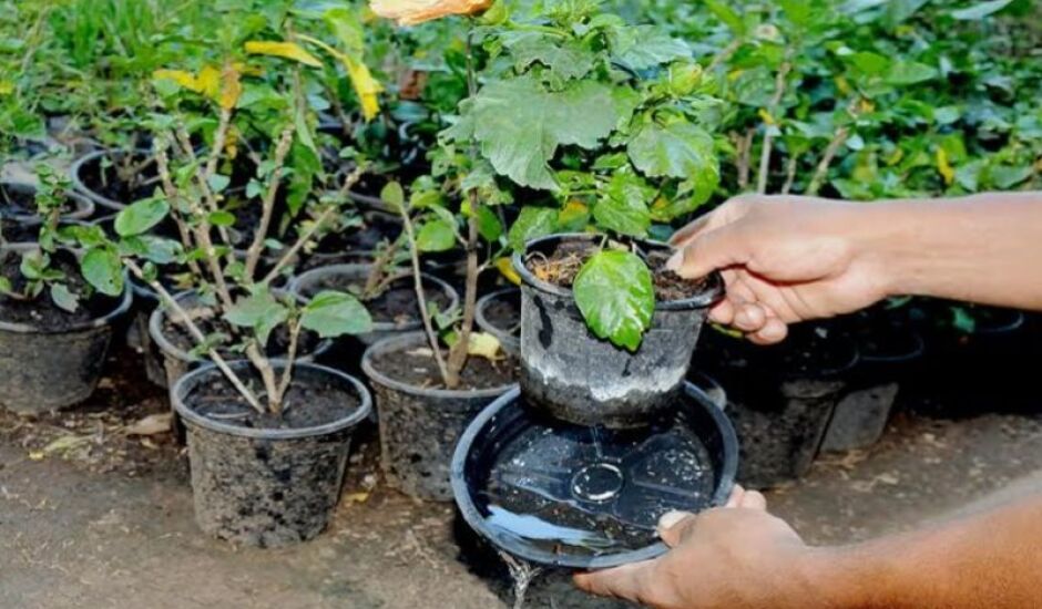 Com constantes chuvas, fiscalizar vasos de plantas é uma das formas de se evitar focos do mosquito