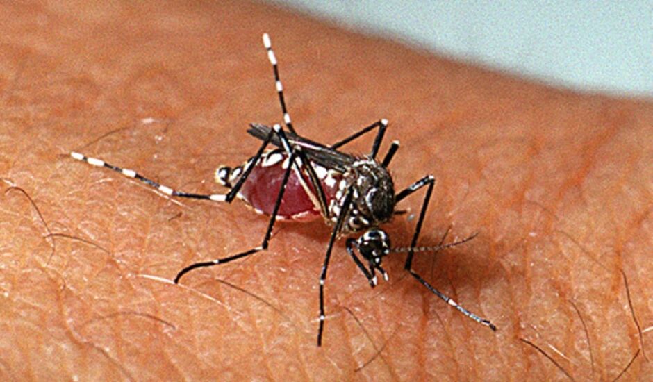 Aedes aegypti é transmissor da dengue, zika vírus e chikungunya. 