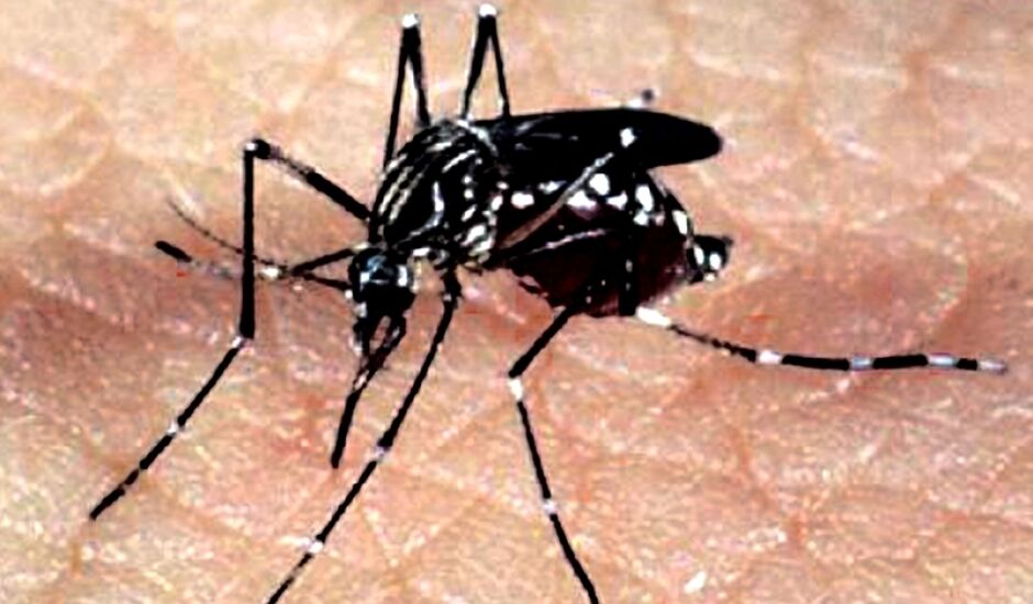 Mosquito Aedes aegypti é responsável pela transmissão dos vírus da dengue, da febre chikungunya e da Zika 