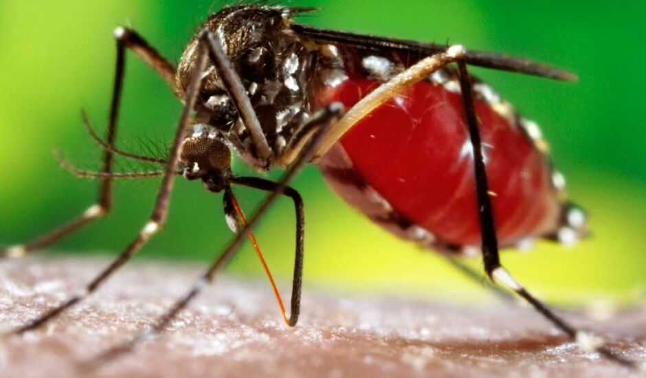 Cresce em várias regiões do país a infestação do mosquito transmissor das doenças