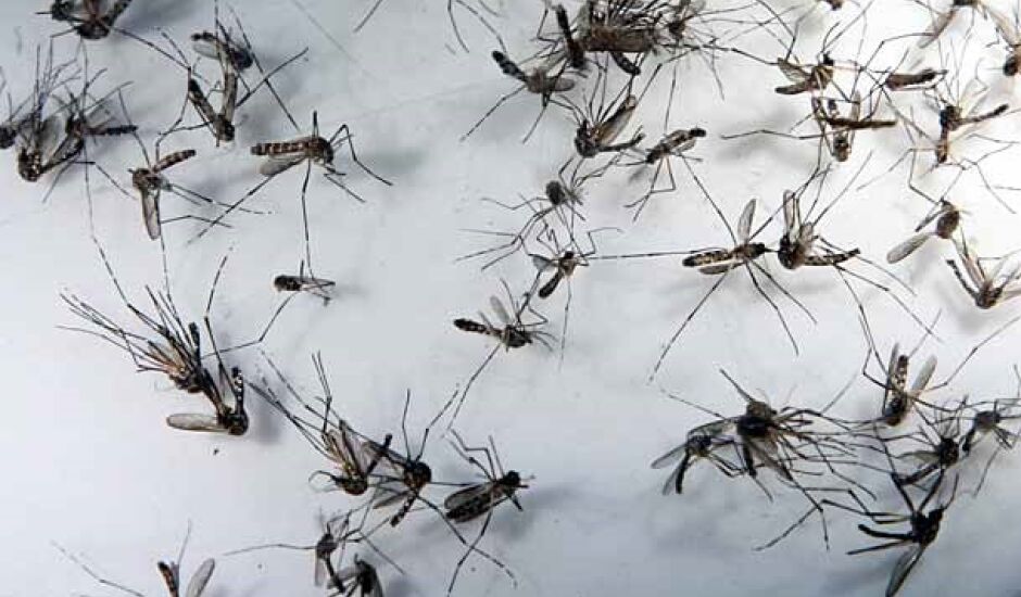 Mosquitos transmissores de doenças 