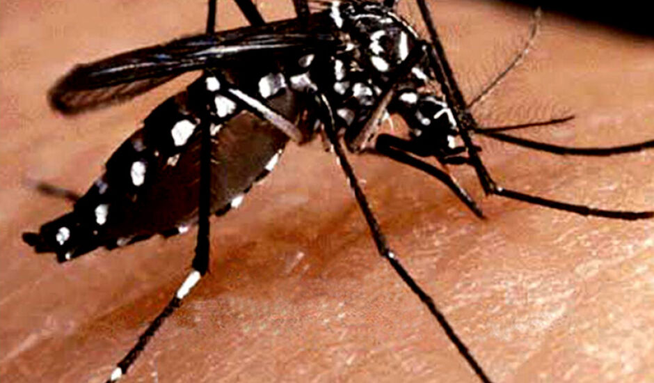 Mosquito Aedes aegypti é o transmissor das doenças