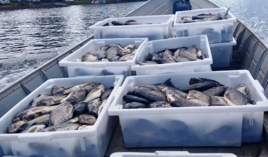 Mais de sete toneladas de peixes mortos foram recolhidas dos tanques-rede instalados no rio Paraná 