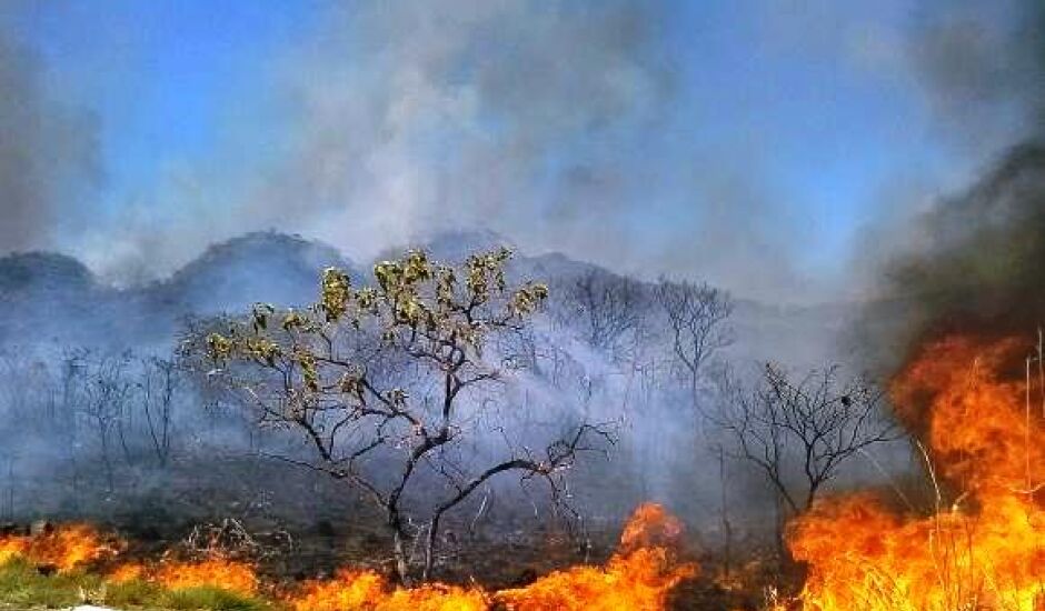 Mais de 53 mil focos de queimadas e incêndios florestais foram registrados no país 