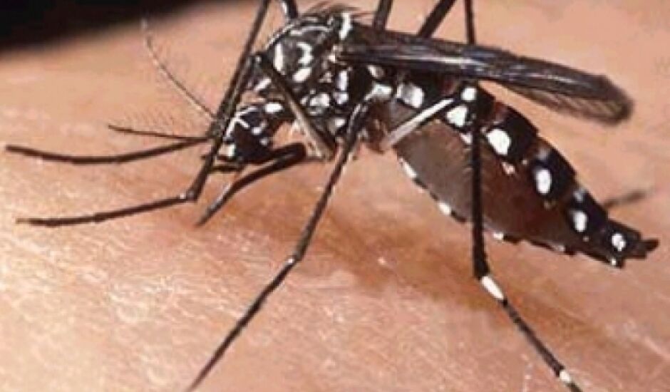 Mosquito aedes aegypti transmissor da dengue 