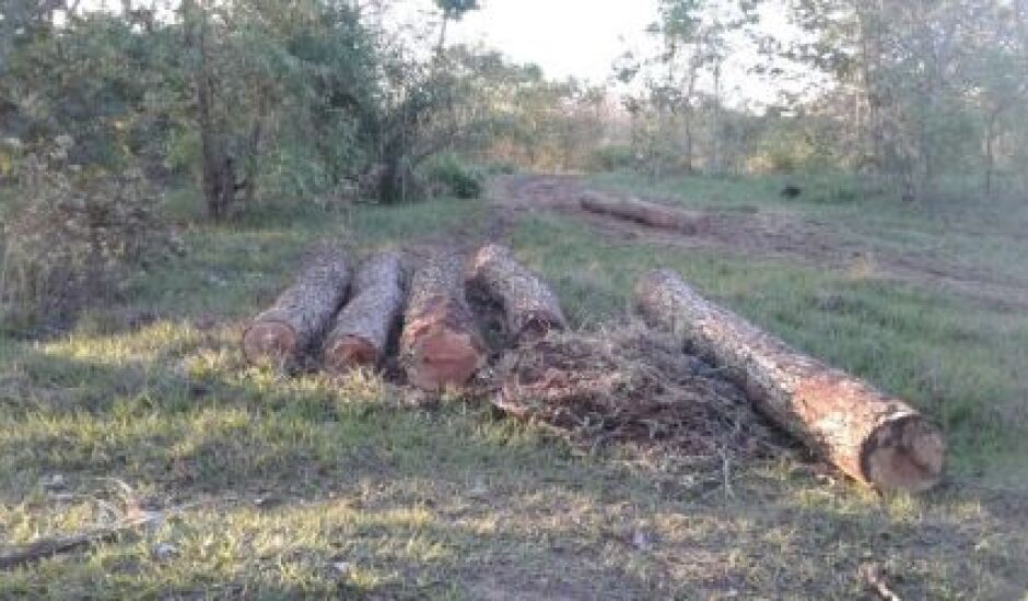 Policiais encontraram grande quantidade de madeira da espécie Aroeira, explorada ilegalmente