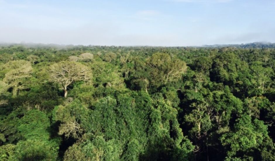Floresta altamente produtiva e biodiversa na Amazônia