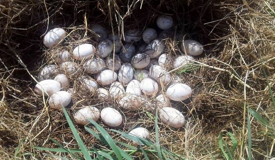 Mais de 60 ovos foram encontrados na Lagoa Maior em Três Lagoas 