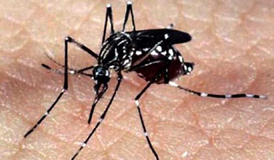 Mosquito Aedes aegypti se reproduz em locais de água parada