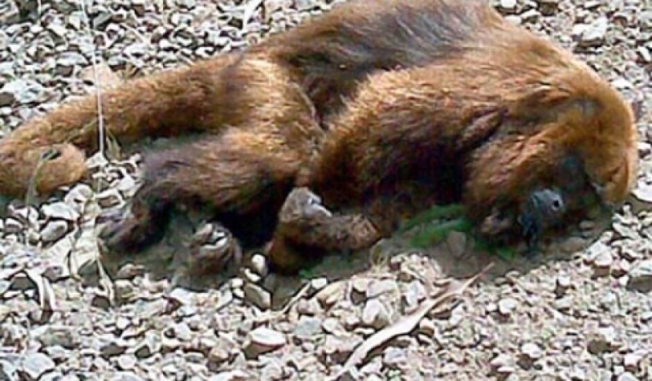 Os macacos foram encontrados mortos por moradores das regiões onde habitavam