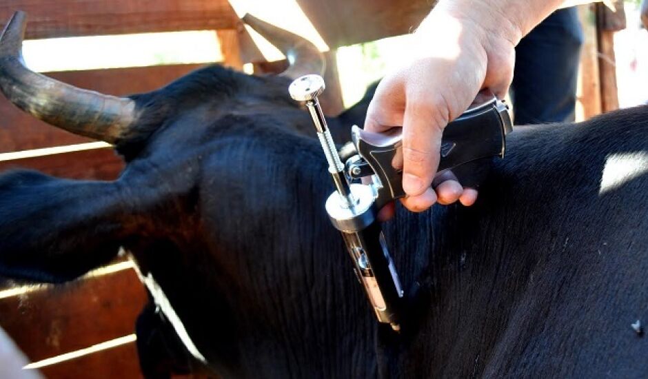 A primeira etapa de vacinação contra a febre aftosa para o rebanho de bovinos e bubalinos de Mato Grosso do Sul teve seu calendário confirmado