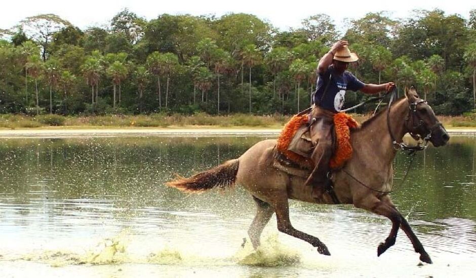 Cavalo Pantaneiro, uma raça genuinamente nacional, forjada por séculos no Pantanal