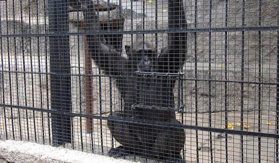 Em Sorocaba, ela passará por um período de quarentena e depois será introduzida em um dos grupos de mais de 50 chimpanzés que vivem no local.