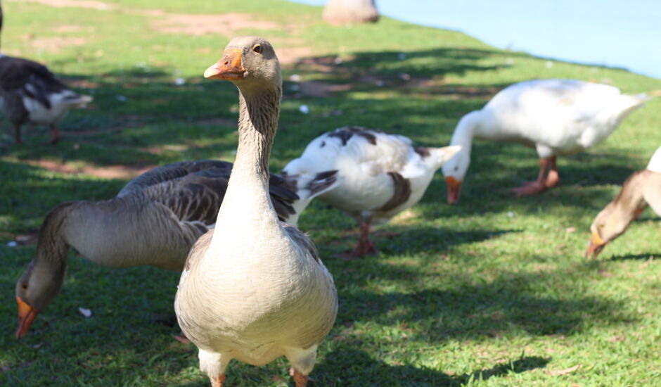 Patos chamam a atenção de quem caminha pela Lagoa Maior, em Três Lagoas