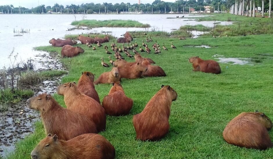 Quantidade de capivaras que habitam a Lagoa Maior preocupa autoridades