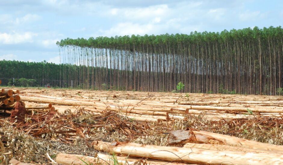 Mato Grosso do Sul conta atualmente com 920 mil hectares de plantação de eucalipto