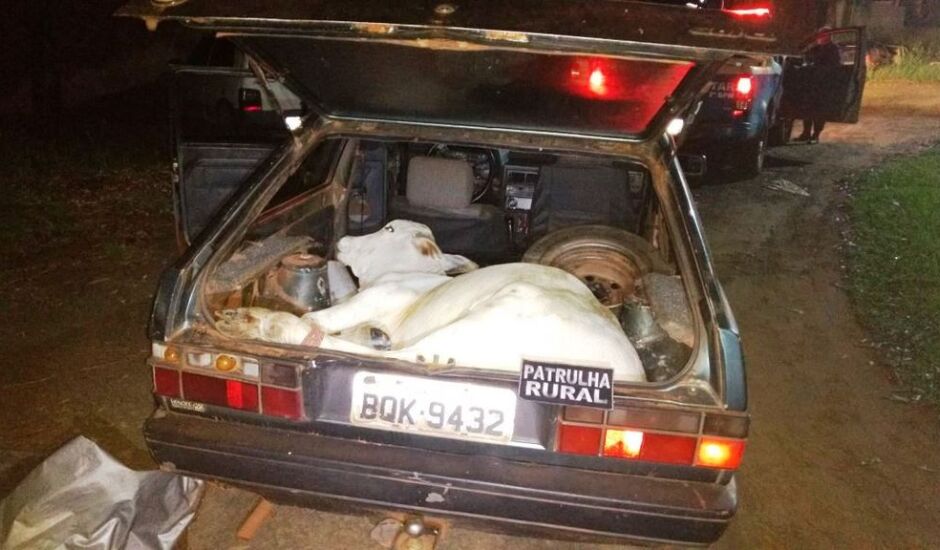 o animal vivo estava sedado e dentro do porta malas do carro