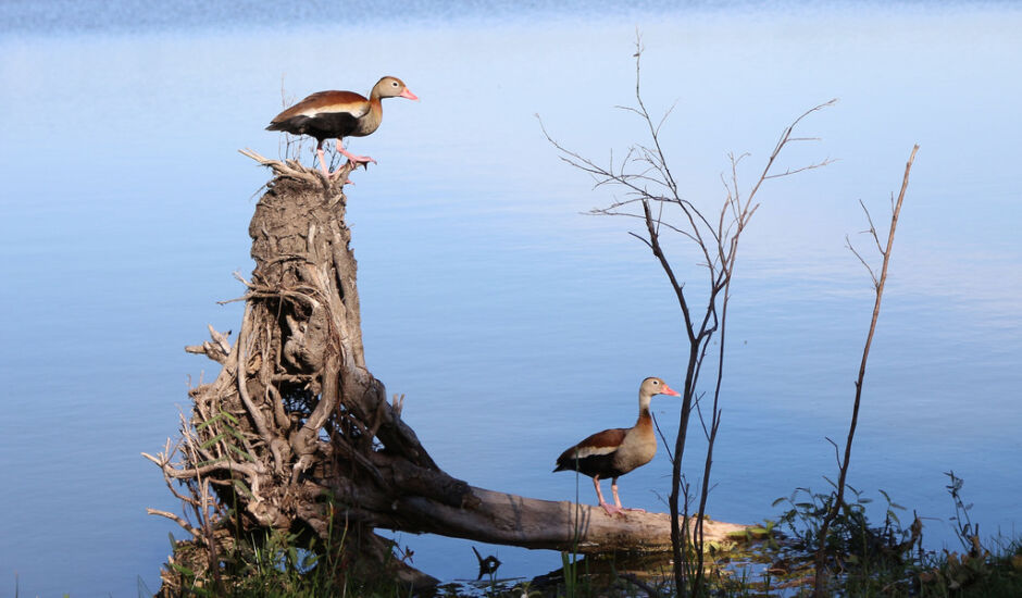 Em cada cantinho da Lagoa Maior as aves e diversos tipos de animais chamam a atenção