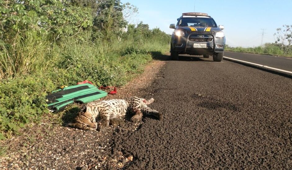 Jaguatirica - possivelmente adulta - foi encontrada deitada às margens da estrada (próximo ao km 675), desacordada e com ferimentos graves