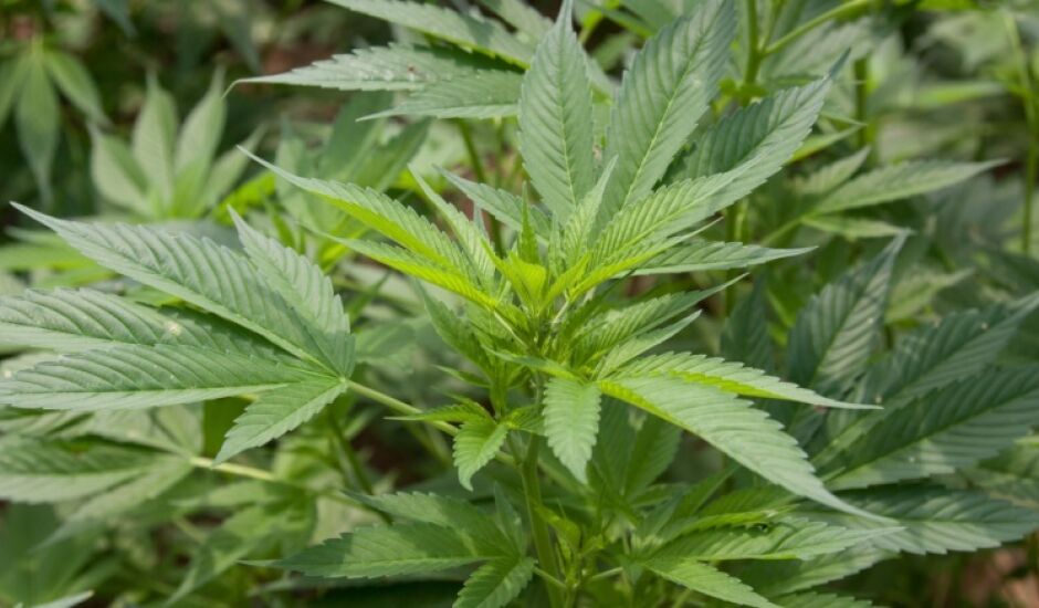 A Agência Nacional de Vigilância Sanitária (Anvisa) divulgou nesta terça-feira (16) a inclusão da Cannabis sativa L., nome científico da maconha, em sua relação de plantas medicinais
