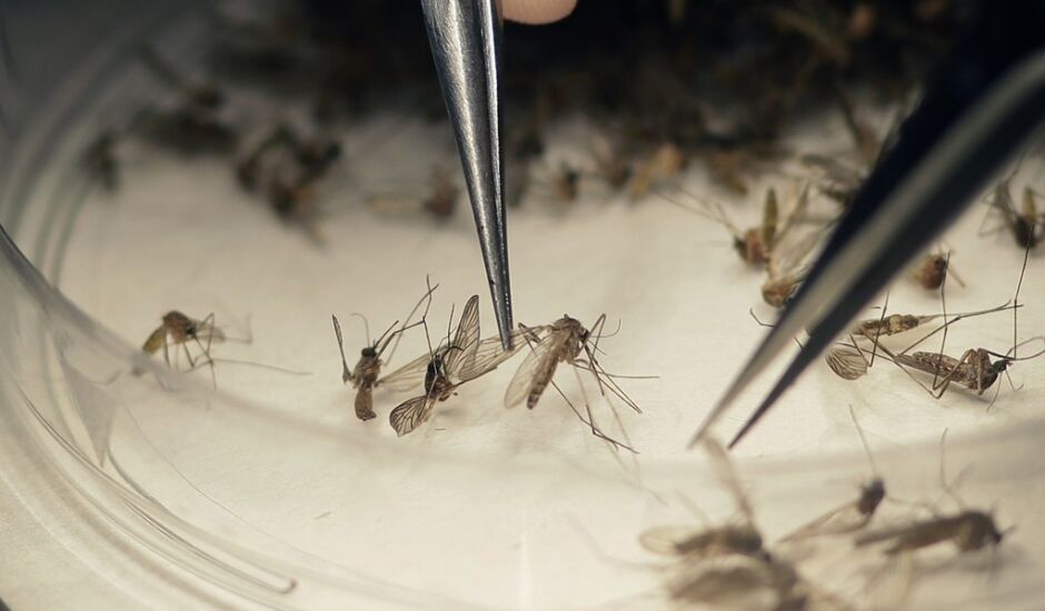 Mosquito Aedes aegypti é o transmissor da zika, dengue e chikungunya