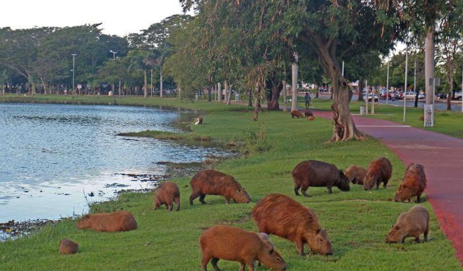 Capivaras se espalham pela Lagoa Maior, em Três Lagoas, e chamam a atenção de todos nesta quinta feria (22).