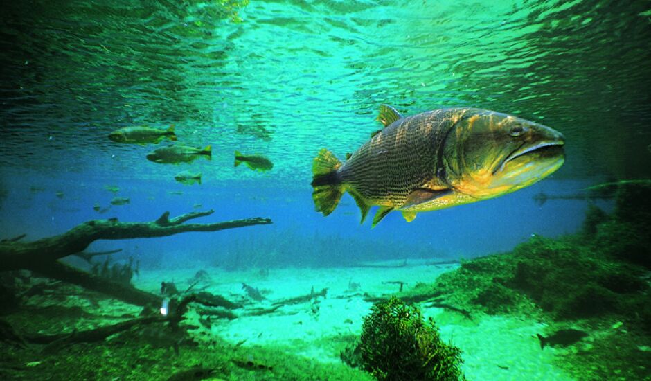 Preocupação de pescadores esportivos e ambientalistas é com a extinção da espécie