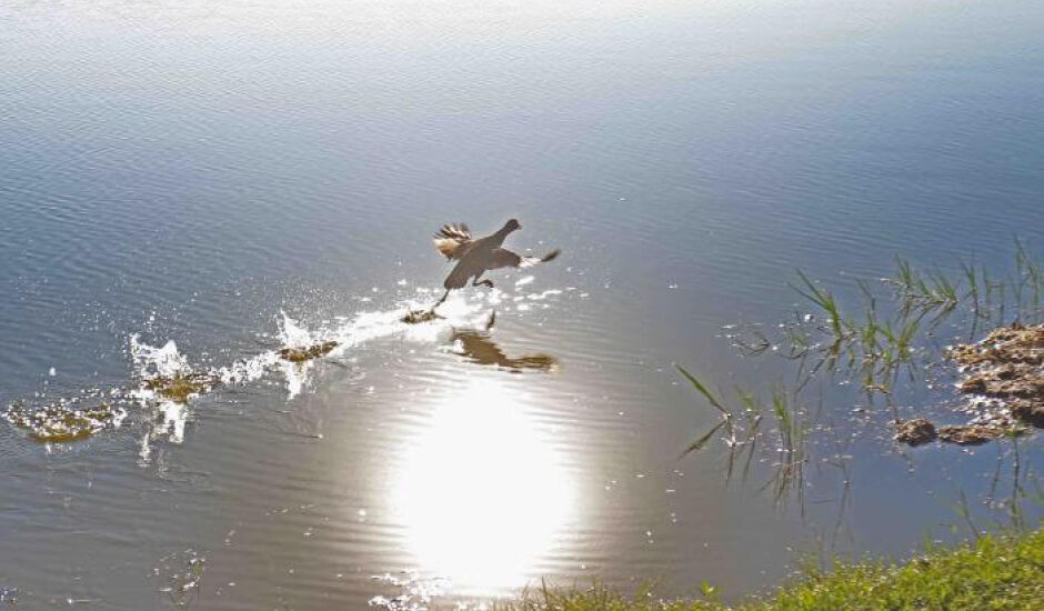 Na manhã desta sexta-feira (16), uma ave “brincando” na Lagoa Maior atraiu a atenção de muitas pessoas que caminhavam pelo local.