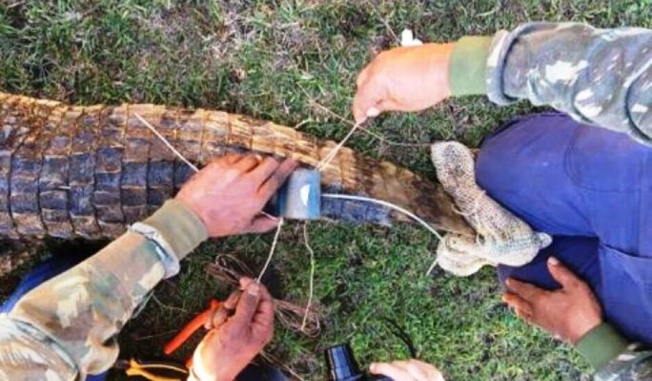 Técnicos da Embrapa tentam capturar o terceiro jacaré em Três Lagoas
