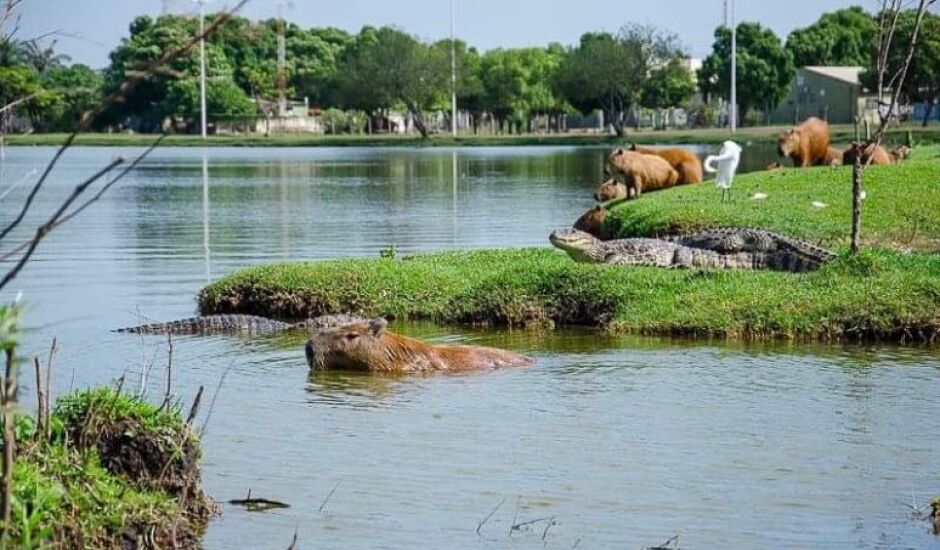 Jacarés serão removidos da Lagoa Maior na próxima semana