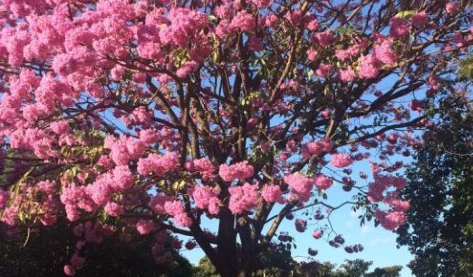 Neste período, árvores repletas de flores dão colorido especial em ruas e avenidas de Três Lagoas