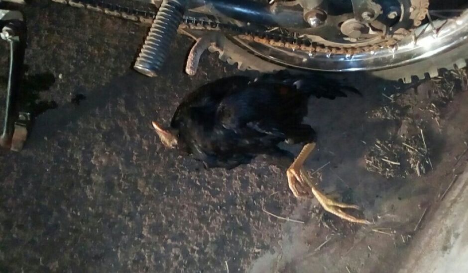 A galinha morta estava no chão, ao lado da motocicleta
