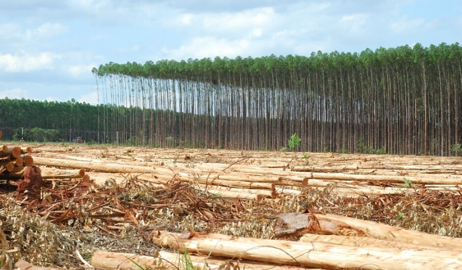 Através do levantamento será possível saber o quanto as florestas impactaram na agropecuária do município