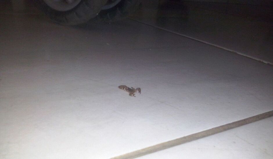 Escorpião foi encontrado no bairro Nova Três Lagoas