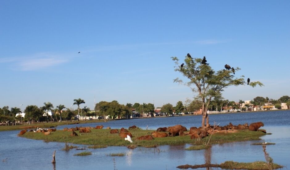 Técnico da UFMS de Campo Grande vai analisar excesso de capivaras na Lagoa Maior de Três Lagoas