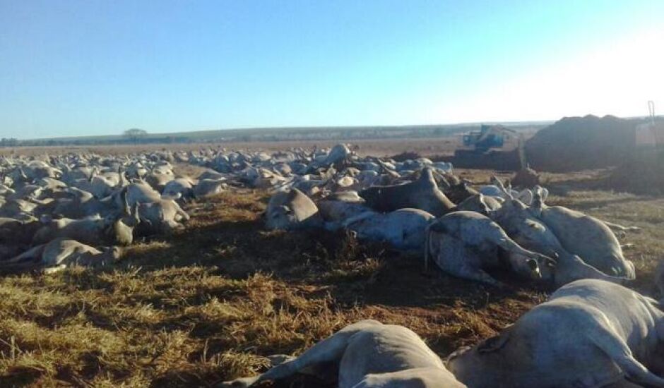 Mais de mil cabeças de gado morrem em fazenda de MS