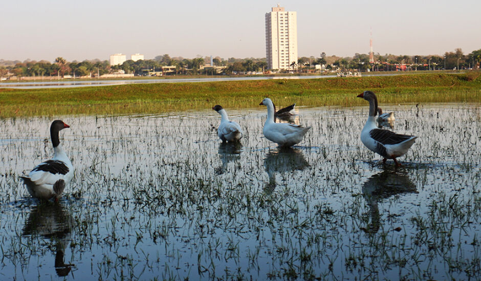 Patos embelezam a fauna na Lagoa Maior, cartão postal de Três Lagoas