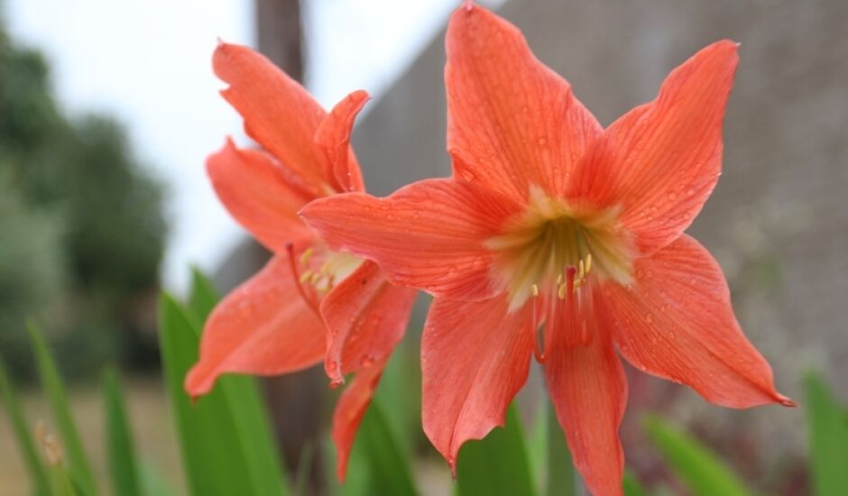 "Quem quiser comprar, eu vendo açucena cheirosa do meu jardim"; a flor de açucena inspirou"Açucena Cheirosa", da autoria de Luiz Gonzaga.