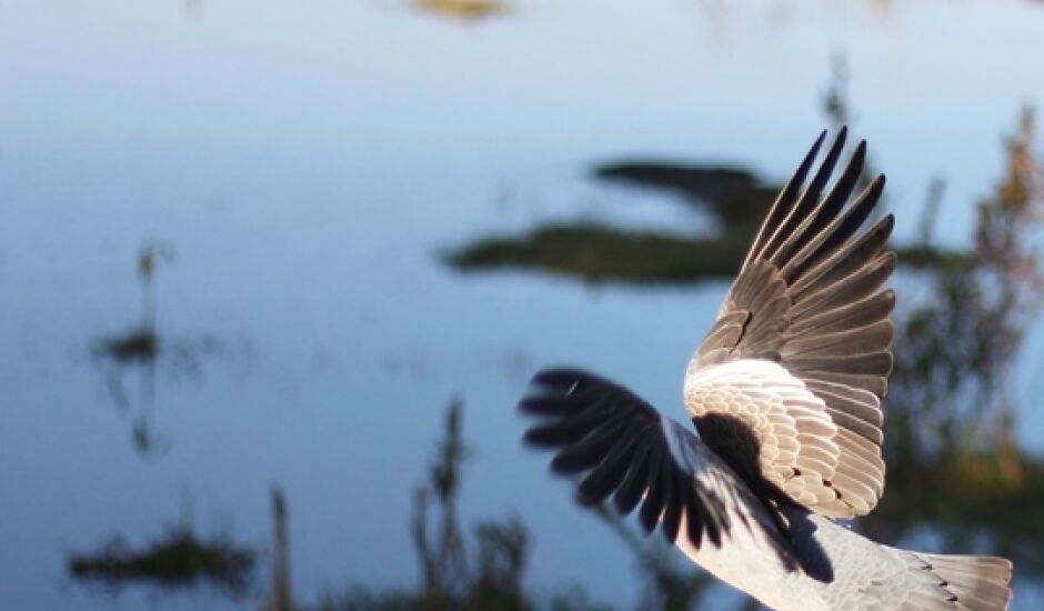Pássaro em voo rasante na Lagoa Maior, em Três Lagoas.
