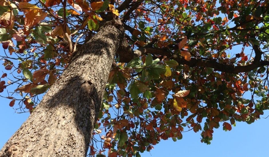 A árvore de "Sete Copas" é o nome popular da espécia "Terminalia catappa" que, com ampla copa, fornece sombra  farta