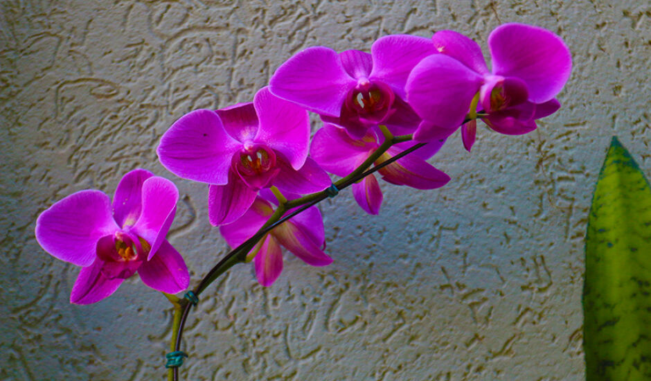 Orquídea é conhecida como a "rainha do nordeste"; elas nascem no verão e são perfumadas e coloridas