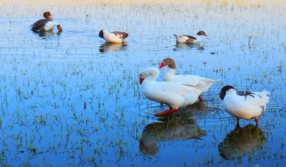 Patos não perdem tempo e já entram no clima de fim de semana, na Lagoa Maior, em Três Lagoas