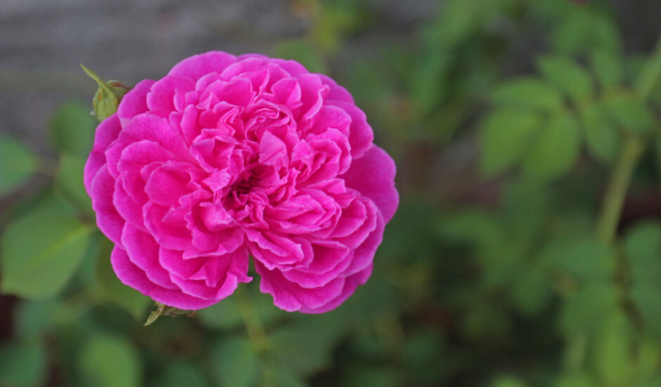 A primavera chegou! Belíssima rosa se mistura às belezas de jardim
