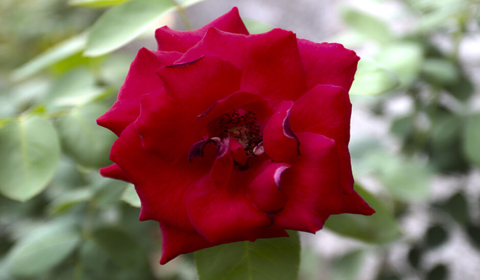 Favorita entre os casais apaixonados, a rosa vermelha vem cheia de romantismo e paixão