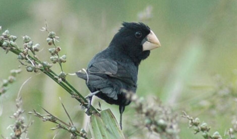 Pássaro bicudo-do-norte também é conhecido por bicudo-preto e bicudo-verdadeiro