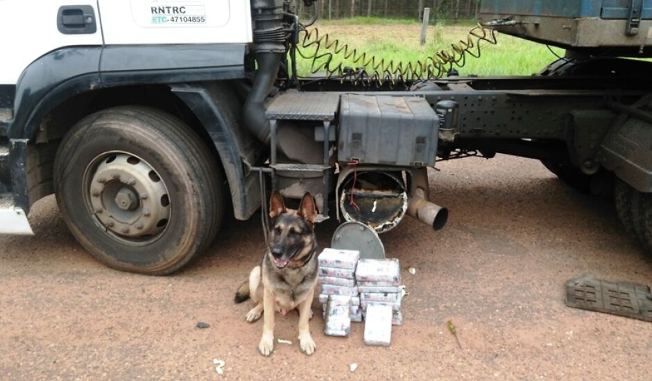 Somente em um veículo, cão da PF localizou 60 kg de maconha e pasta base