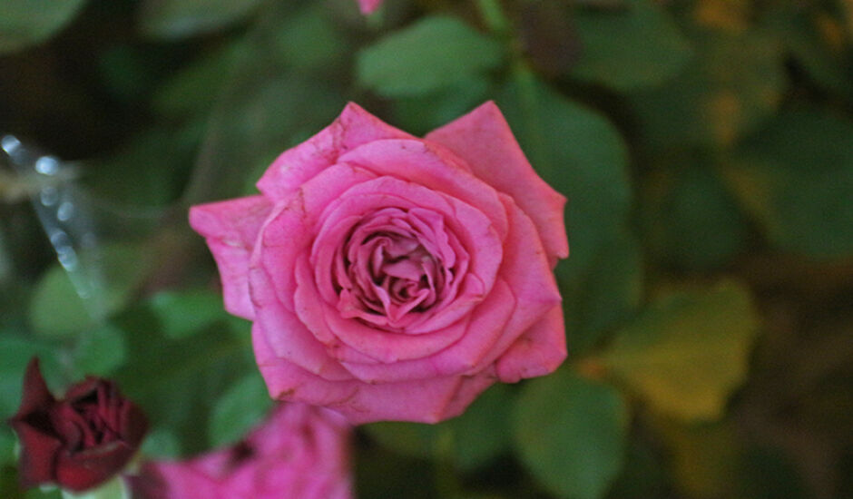 Em homenagem ao mês mais cor-de-rosa do ano, o 'Outbro Rosa', uma linda rosa