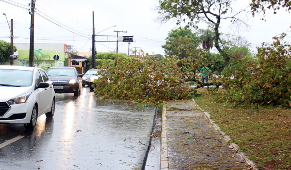 Chuva forte nesta segunda (2) derruba árvore na avenida Eloy Chaves