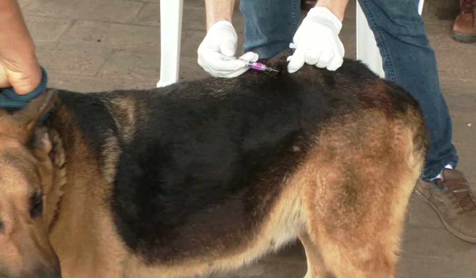 Até agora, 644 cães foram vacinados